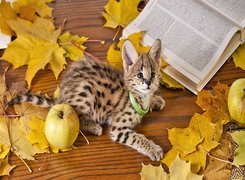 Kotek, Żółte, Liście, Jabłko, Książka