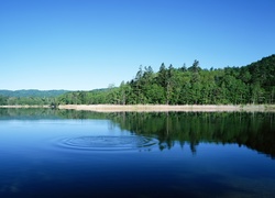 Jezioro, Las