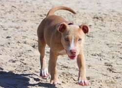 Pies, Pit Bull, Plaża