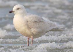 Mewa Polarna, Śnieg