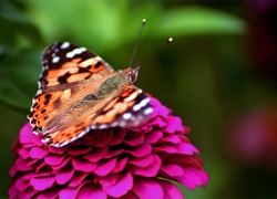 Motyl, Kwiat