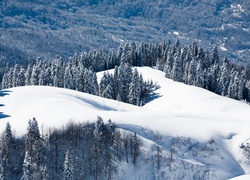 Góry, Śnieg, Świerki