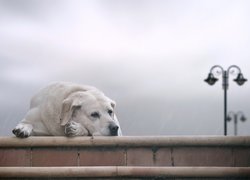 Schody, Deszcz, Smutny, Pies, Labrador