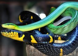 Węże, Zielony, Granatowo, Żółty