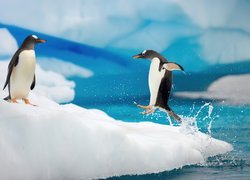 Pingwiny, Zabawa, Morze