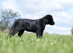 Czarny, Labrador, Retriever, Trawa