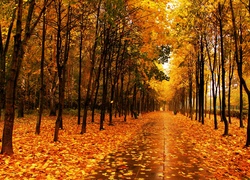 Park, Jesienią, Złote, Liście