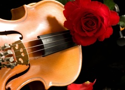 Instrument, Muzyczny, Czerwona, Róża