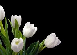 Białe, Tulipany, Zielone, Liście
