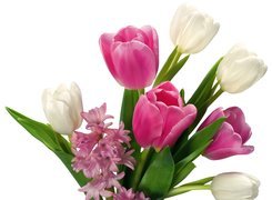Kolorowe, Tulipany, Hiacynt