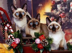 Trzy, Piękne, Koty, Świąteczna, Atmosfera