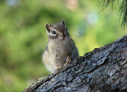 Wiewiórka, Chipmunk, Drzewo