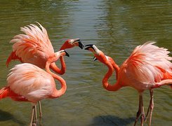 Flamingi, Wygięte, Szyje