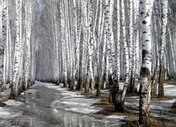 Las, Brzozowy, Topniejący, Śnieg