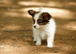 Szczeniak, Spaniel, Papillon