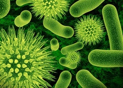 Bakterie, Zieleń, Obraz, Mikroskopowy