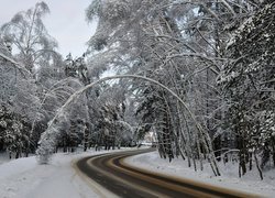 Droga, Przez, Las, Śnieg