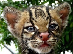 Mordka, Małego, Ocelota