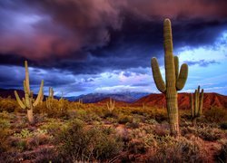 Kaktusy, Saguaro, Karnegia olbrzymia, Fioletowo, Granatowe, Chmury, Park Narodowy Saguaro, Stan Arizona, Stany Zjednoczone