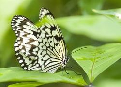 Motyl, Liście