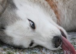 Język, Siberian Husky