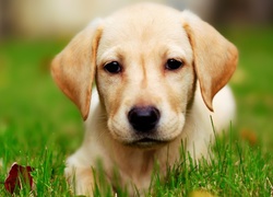 Biszkoptowy, Labrador, Retriever, Trawa