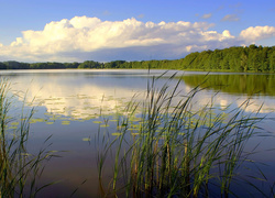 Jezioro, Trzcina, Las