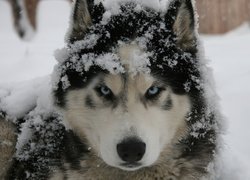 Pies, Husky, Śnieg