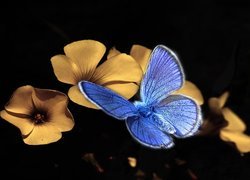 Niebieski, Motyl modraszek, Żółte, Kwiatki