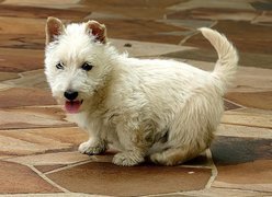 West Highland White Terrier