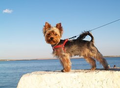 Piesek, Yorkshire Terrier, Smycz