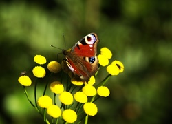 Motyl, Rusałka pawik, Żółte, Kwiaty