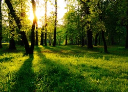 Przyroda, Las, Drzewa, Promienie, Słońca
