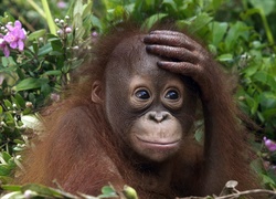 Zmartwiony, Orangutan