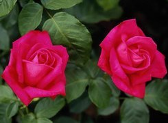 Dwie, Piękne, Różowe, Róże