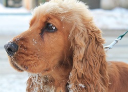 Cocker, Spaniel, Śnieg