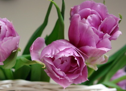 Fioletowe, Tulipany, Kosz