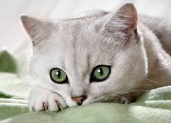 Piękny, Biały, Kot, Zielone, Oczy