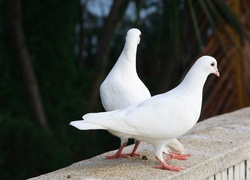 Dwa, Białe, Gołębie