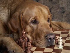 Pies, Labrador retriever, Szachy