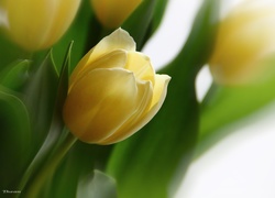 Żółte, Tulipany