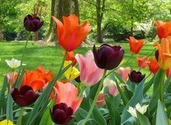 Kolorowe, Tulipany, Trawnik, Drzewa