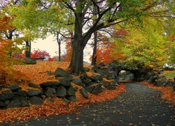 Jesień, Droga, Kamienie, Drzewa