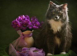 Kot, Bukiecik, Fioletowych, Kwiatów, Wazon