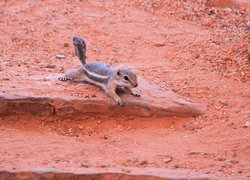 Chipmunk, Czerwona, Ziemia