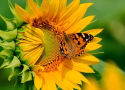 Motyl, Słonecznik