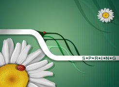 Wiosna, Kwiaty, Stokrotki, Biedronki