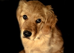 Golden Retriever, Smutne, Spojrzenie