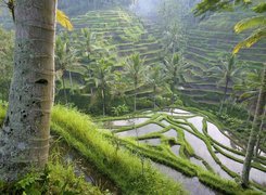 Pole, Ryżowe, Bali, Indonezja