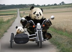 Pandy, Na, Motocyklu